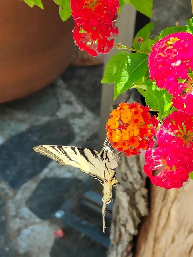 Il Diacciarello Daire Gabbro Dış mekan fotoğraf