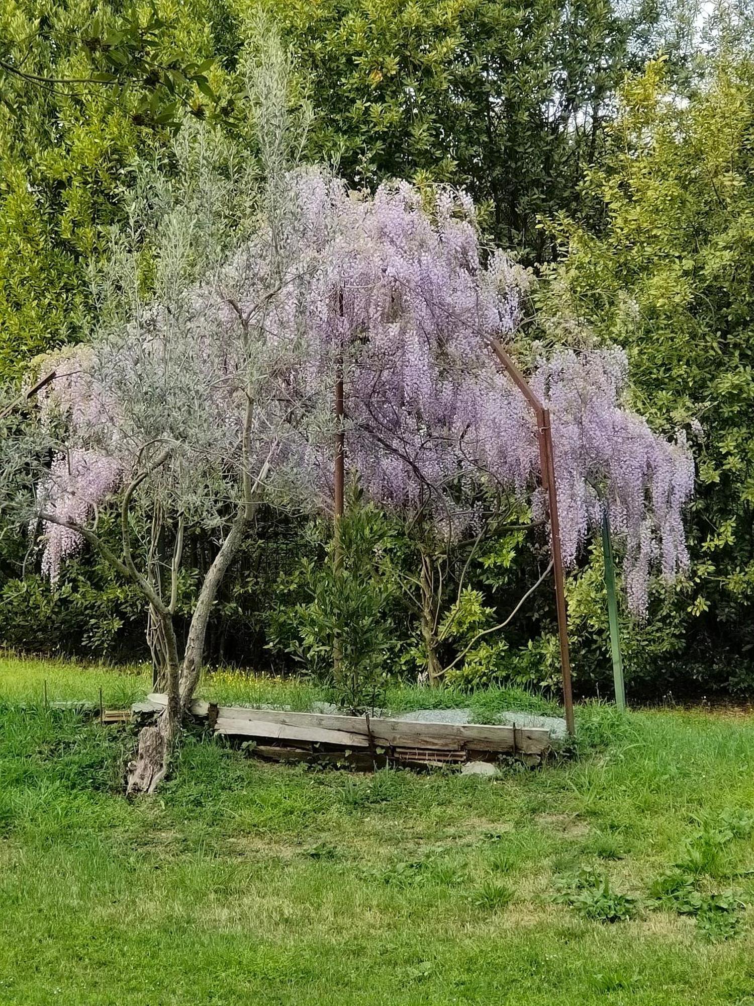 Il Diacciarello Daire Gabbro Dış mekan fotoğraf